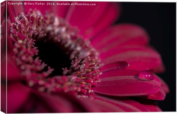 A purple/red flower closeup, with a drop of water Canvas Print by Gary Parker