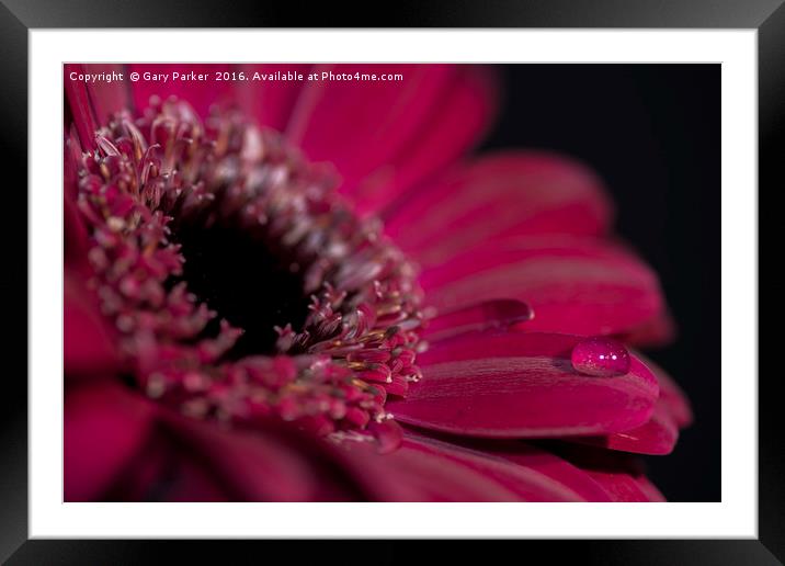A purple/red flower closeup, with a drop of water Framed Mounted Print by Gary Parker