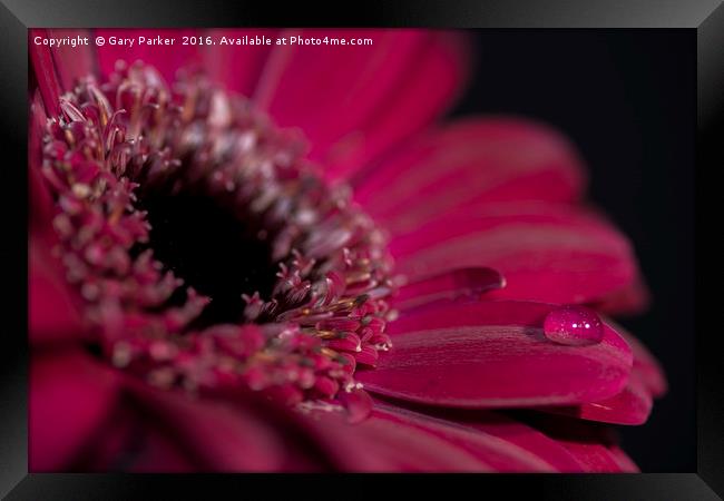 A purple/red flower closeup, with a drop of water Framed Print by Gary Parker