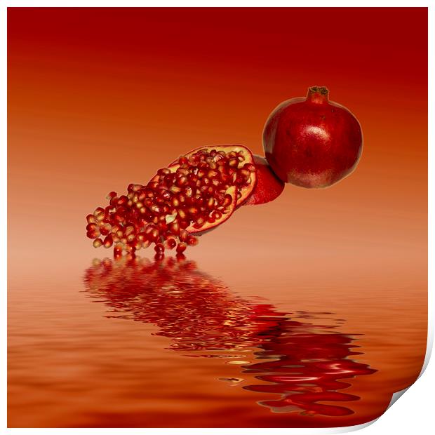 Pomegranate superfood fruit Print by David French
