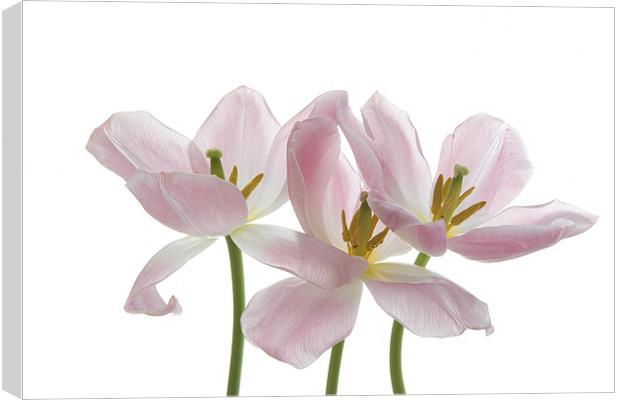 Three Pink Tulips Canvas Print by Ann Garrett