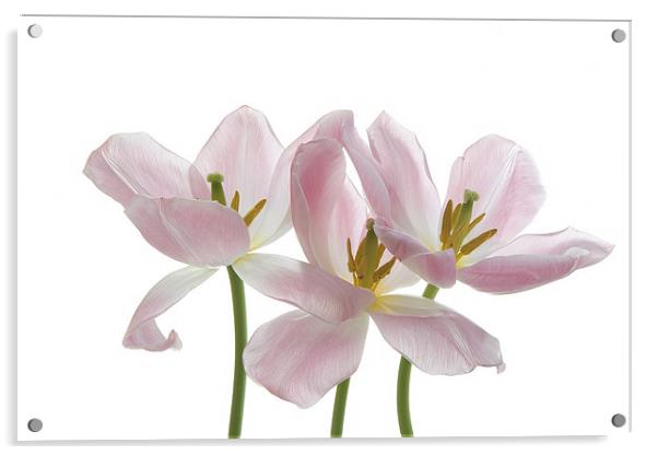 Three Pink Tulips Acrylic by Ann Garrett