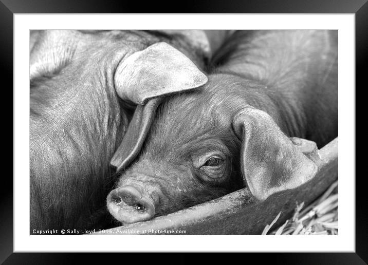 In the Trough Framed Mounted Print by Sally Lloyd