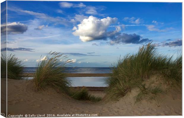 Between the Dunes Canvas Print by Sally Lloyd