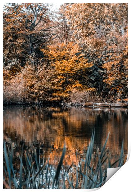 Autumn Reflections Print by Mark Sorrell