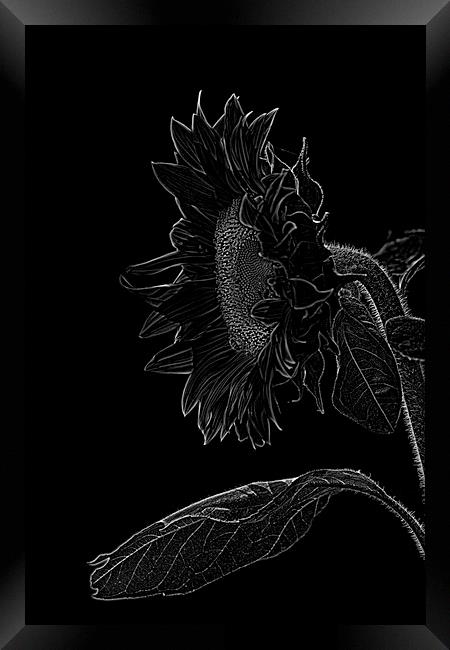 sunflower xxl Framed Print by Adrian Bud