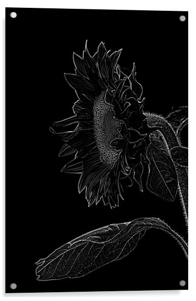 sunflower xxl Acrylic by Adrian Bud