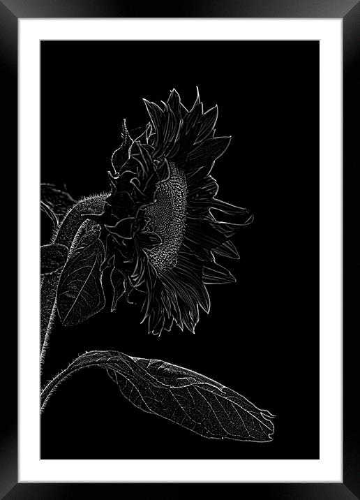 sunflower xxl 2 Framed Mounted Print by Adrian Bud