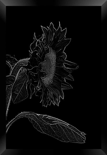 sunflower xxl 2 Framed Print by Adrian Bud