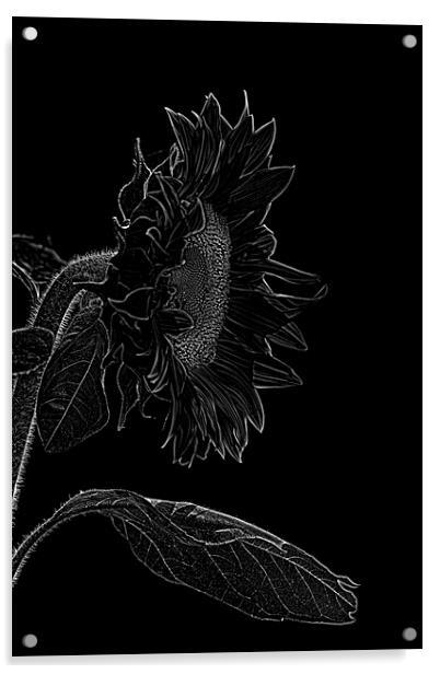 sunflower xxl 2 Acrylic by Adrian Bud