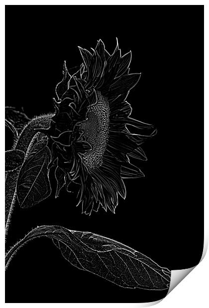 sunflower xxl 2 Print by Adrian Bud