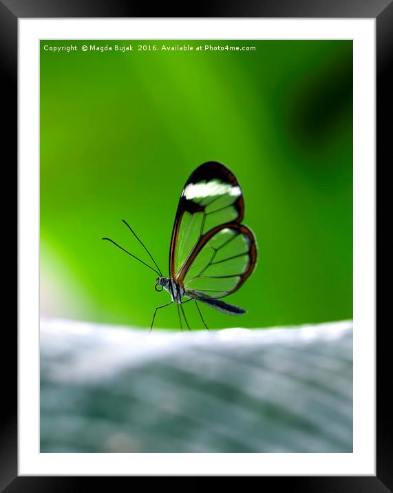 Glasswing butGlasswing butterfly - greta morgane o Framed Mounted Print by Magdalena Bujak