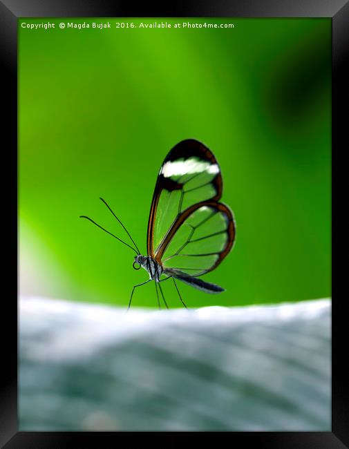 Glasswing butGlasswing butterfly - greta morgane o Framed Print by Magdalena Bujak