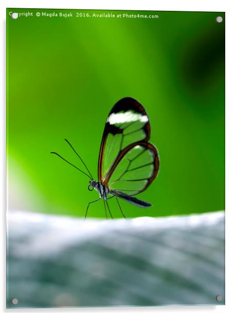 Glasswing butGlasswing butterfly - greta morgane o Acrylic by Magdalena Bujak