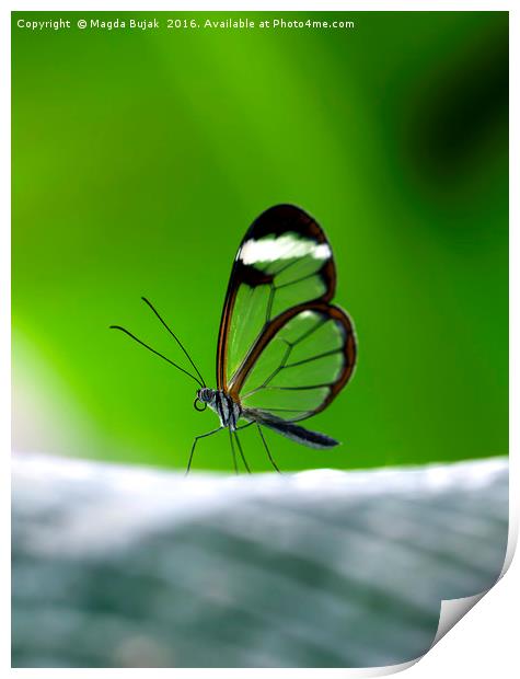 Glasswing butGlasswing butterfly - greta morgane o Print by Magdalena Bujak
