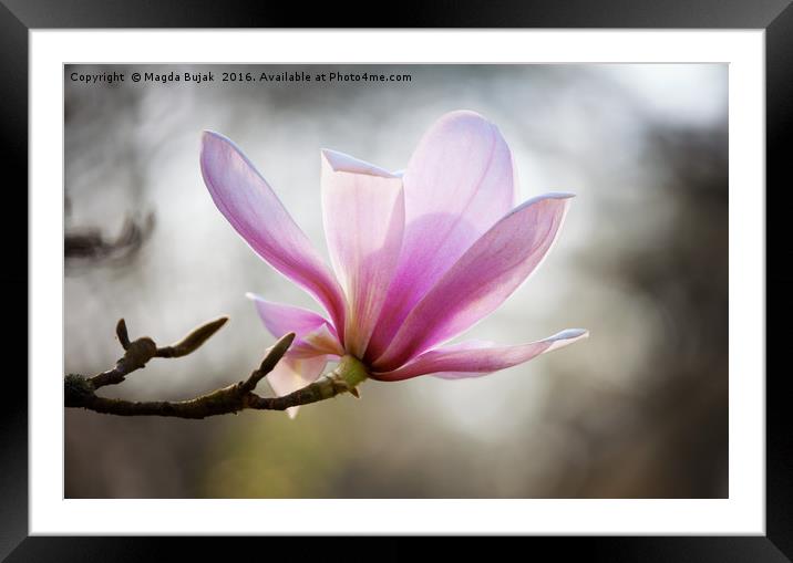 Pink magnolia Framed Mounted Print by Magdalena Bujak