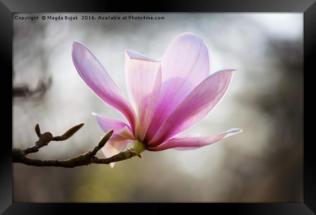 Pink magnolia Framed Print by Magdalena Bujak