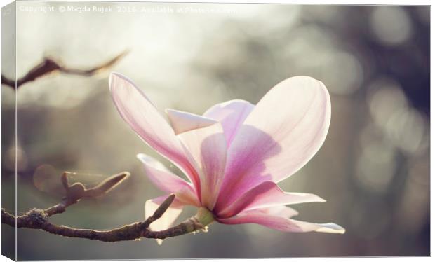 Pink magnolia flower Canvas Print by Magdalena Bujak