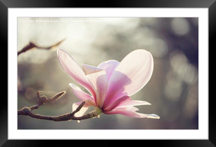 Pink magnolia flower Framed Mounted Print by Magdalena Bujak