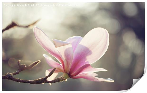 Pink magnolia flower Print by Magdalena Bujak