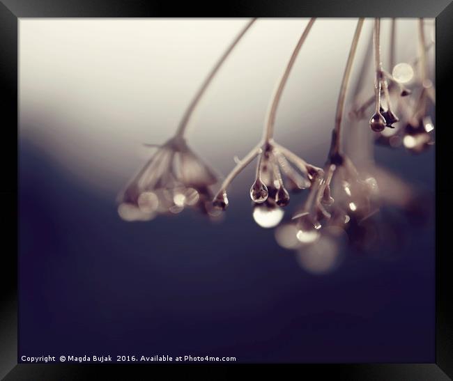 Droplets on the plant Framed Print by Magdalena Bujak
