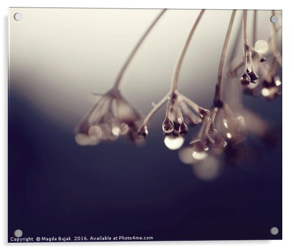 Droplets on the plant Acrylic by Magdalena Bujak