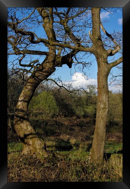 Tree study Framed Print by Simon Rees
