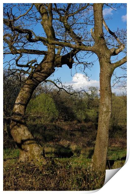 Tree study Print by Simon Rees