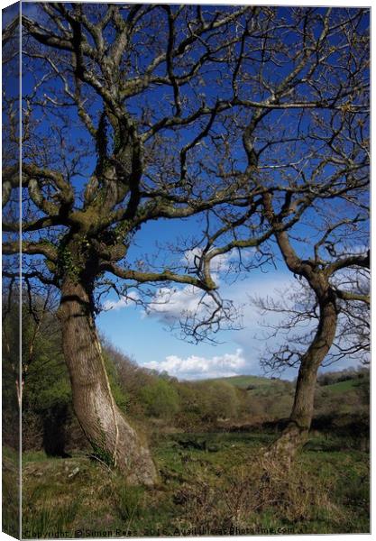 Tree Study Canvas Print by Simon Rees