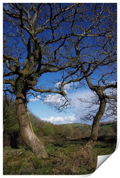 Tree Study Print by Simon Rees