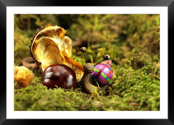 Snail Tilly in the autumn Moss  Framed Mounted Print by Dagmar Giers