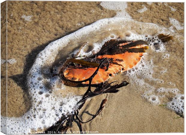 Crab Shell And Seaweed Canvas Print by Susie Peek