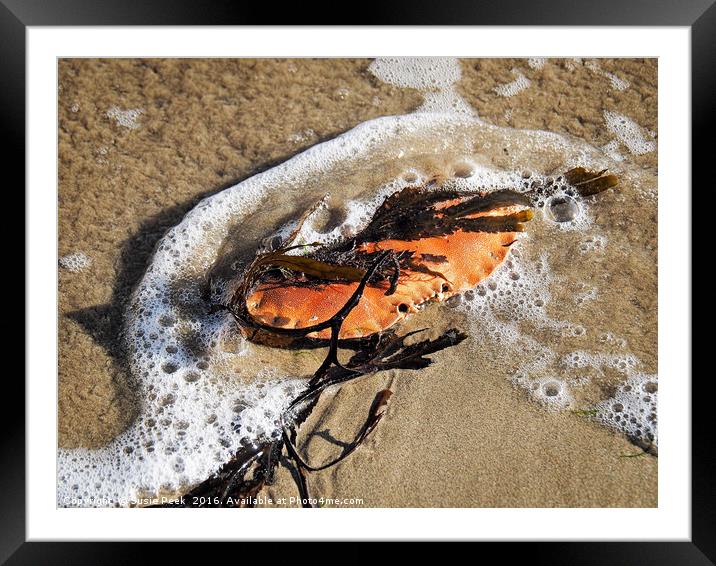 Crab Shell And Seaweed Framed Mounted Print by Susie Peek