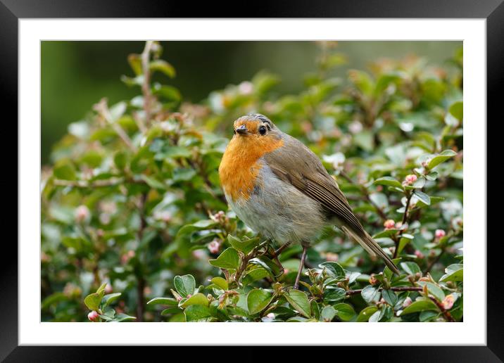 Little Robin Redbreast Framed Mounted Print by Colm Kingston