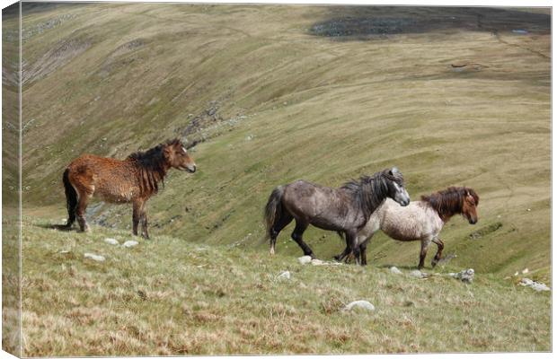 Wild Welsh Mountain Ponies,Snowdonia,Wales. Canvas Print by Colm Kingston