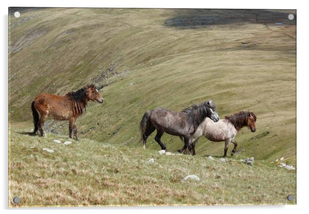 Wild Welsh Mountain Ponies,Snowdonia,Wales. Acrylic by Colm Kingston