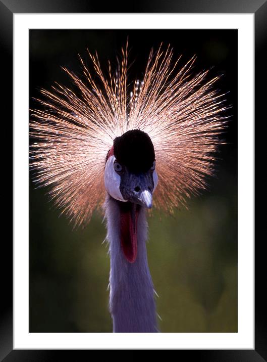 Grey crowned crane at African Lion Safari, Canada Framed Mounted Print by Alfredo Bustos