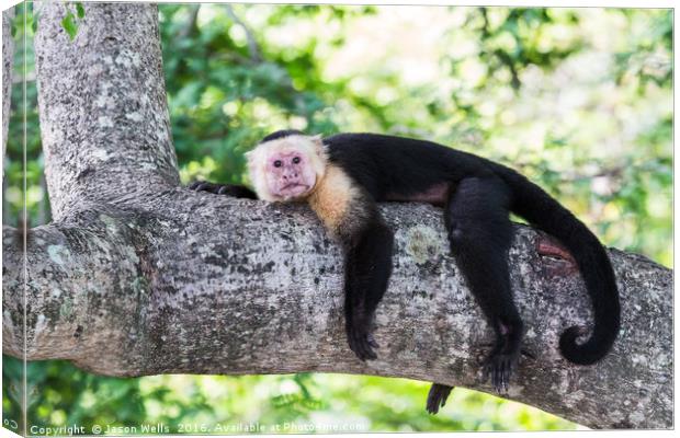 White-faced capuchin rests after food Canvas Print by Jason Wells