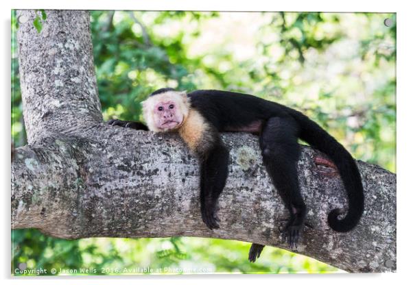 White-faced capuchin rests after food Acrylic by Jason Wells