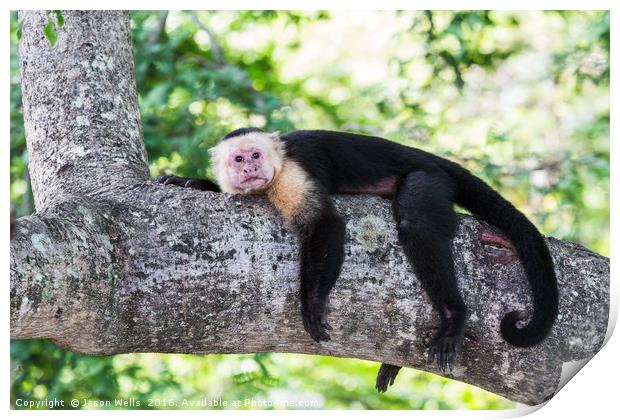 White-faced capuchin rests after food Print by Jason Wells