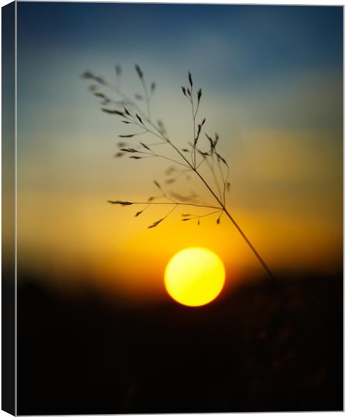 Selective focus sunset Canvas Print by Ragnar Lothbrok