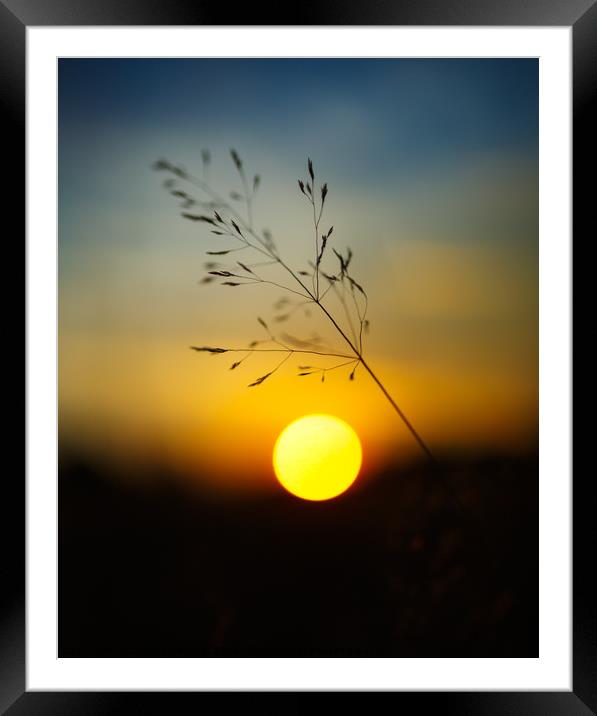 Selective focus sunset Framed Mounted Print by Ragnar Lothbrok