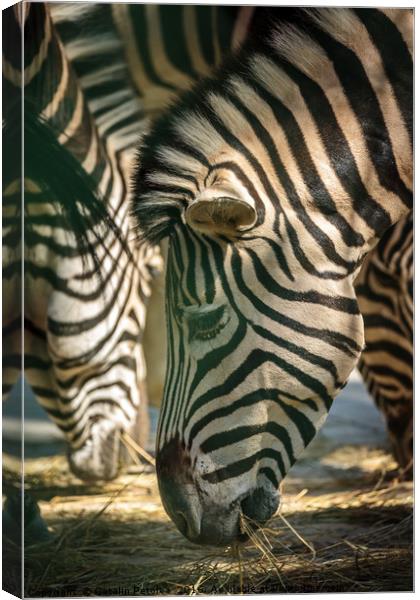 Zebra herd eating Canvas Print by Ragnar Lothbrok