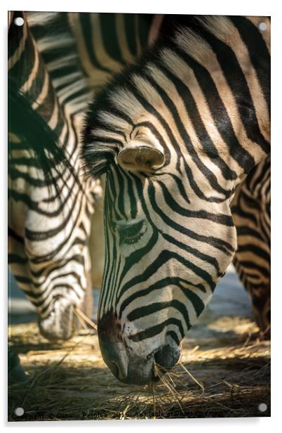 Zebra herd eating Acrylic by Ragnar Lothbrok