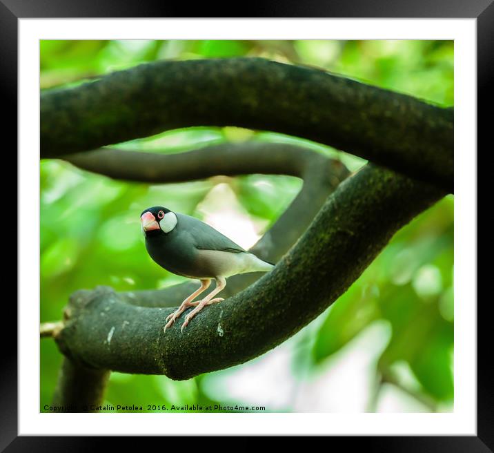 Java sparrow on a branch Framed Mounted Print by Ragnar Lothbrok