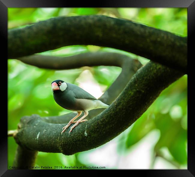 Java sparrow on a branch Framed Print by Ragnar Lothbrok
