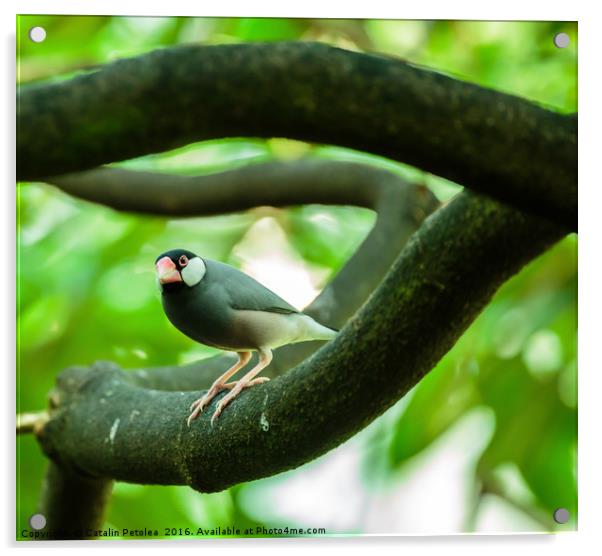 Java sparrow on a branch Acrylic by Ragnar Lothbrok