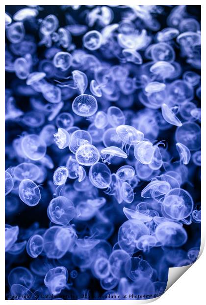 Group of jellyfish Print by Ragnar Lothbrok