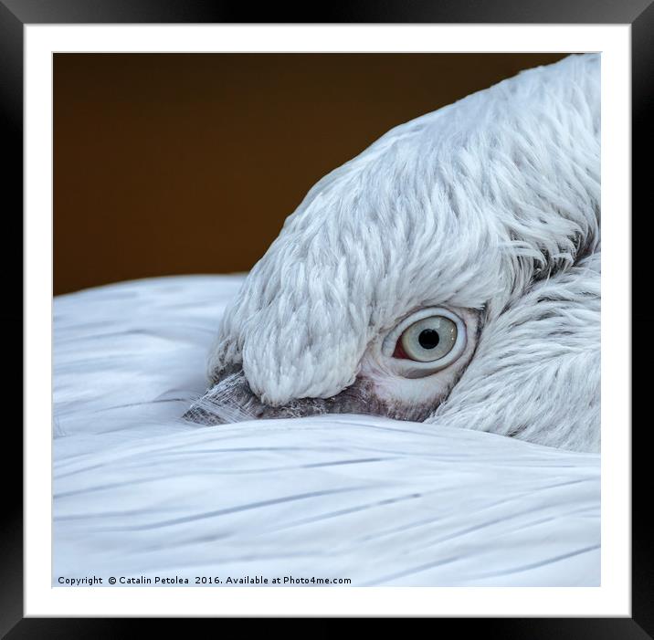 Closeup of the eye of a pelican Framed Mounted Print by Ragnar Lothbrok