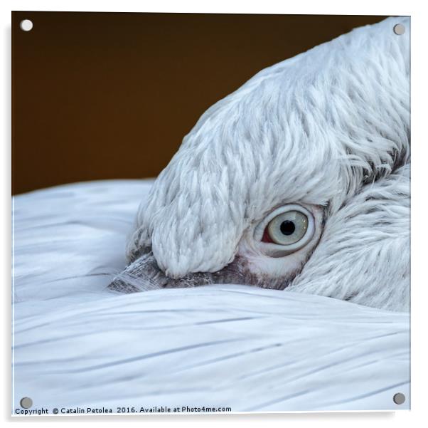 Closeup of the eye of a pelican Acrylic by Ragnar Lothbrok